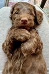 Multigeneration Australian Labradoodle, allergitestad kull