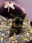 Yorkshireterrier valp 