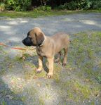 Schäfer/Malinois Blandning 