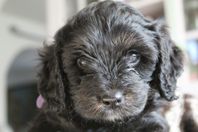 cavapoo f1 