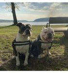 Hund: American bully pocket exotic (Biggie 2 år)