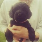 Blandrasvalpar / Labradoodle