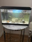 Liten Aquarium 