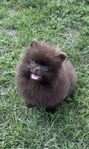 chokladbrun skk pomeranian hane 