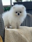 pomeranian 