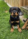 rottweiler hanar