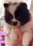 Pomeranian tik , 4 månader.  Liten hund