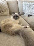 Ragdoll/Birma 