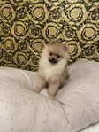 Pomeranian Creme Sobel SKK Hane