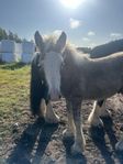 silversvartskäck Irish Cob hingst 