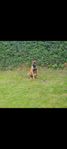 Malinois  Belgisk vallhund