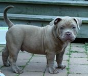 American bully pocket ABKC-stamtavla