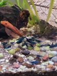 Neocaridina, Blue Diamond, räkor.