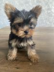 Yorkshireterrier  Valp Tik