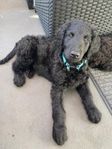 labradoodle valp  Ronja