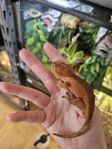 Otroligt fina ögonfransgecko ungar - crested gecko