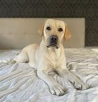 Labrador tik omplaceras