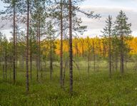 Skogs- och Utvecklingsfastighet i Västerbotten