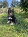 Finsk lapphund 