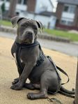 american bully hane 