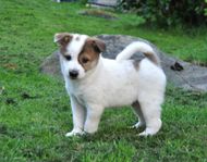 Canaan dog 