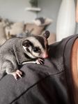 Sugargliders 