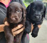 Flatcoated retriever valpar