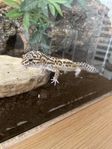 leopard gecko hane