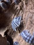 Isopod Zebra och hoppstjärtar