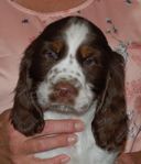 Engelsk springer spaniel valp