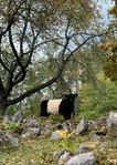 Belted Galloway besättning