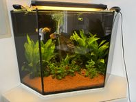 Hörnakvarium +200 liter