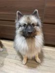 Keeshond