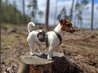 Jack russell terrier valpar