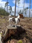 Jack russell terrier valpar