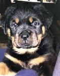 Rottweiler valpar 