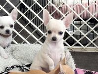 Skk-reg Chihuahua Tik 