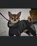 reg-skk Chihuahua hane 5 år