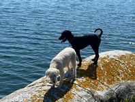 Multigeneration Labradoodle