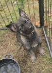 Lev klara Schäfer alaskan malamute mix