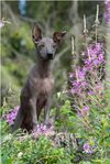 Perro sin pelo del Perú Grande/Peruansk Nakenhund