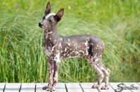 Perro sin pelo del Perú/Peruansk nakenhund