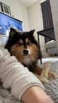 Finsk Lapphund behöver omplaceras!! 