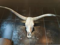 Texas Longhorn horn