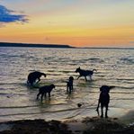 Flatcoated Retriever 