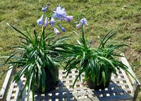 Afrikas Blå Lilja, Agapanthus, från delade plantor