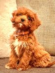 Cavapoo 