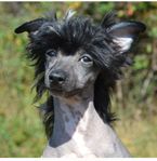 chinese crested dog valpar