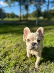 Fransk bulldog fluffy | Fluffy frenchie