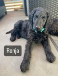 Lev.klara labradoodle valpar